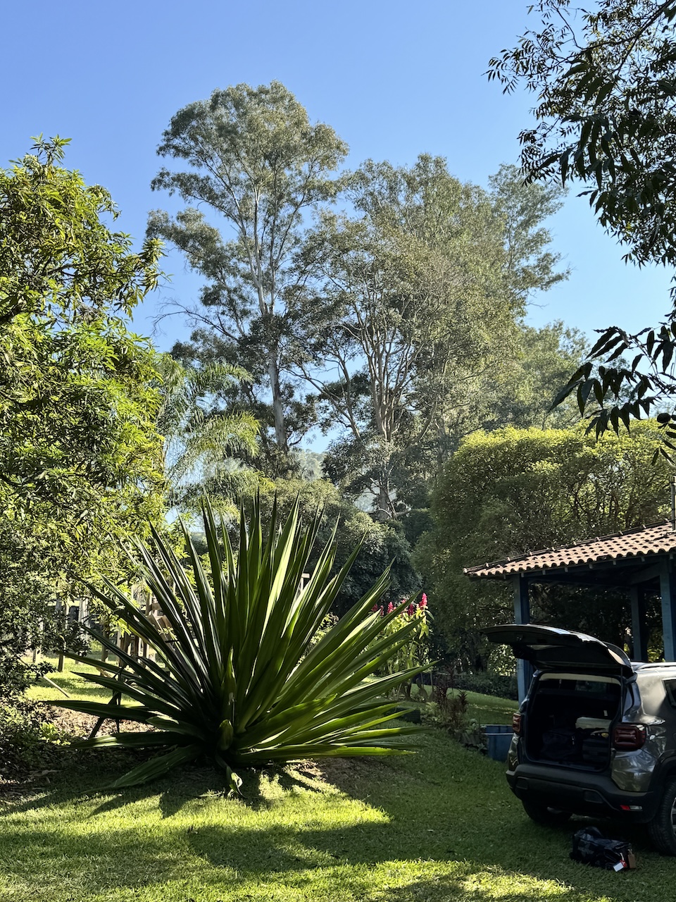 1 シザルとユーカリ.JPG