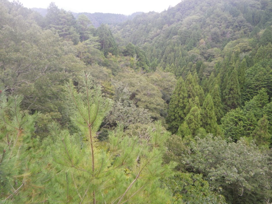 20190928_山県市富永 (65).JPG