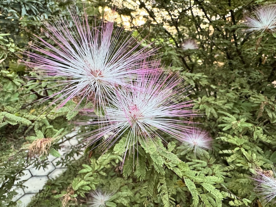 2 カリアンドラ.JPG