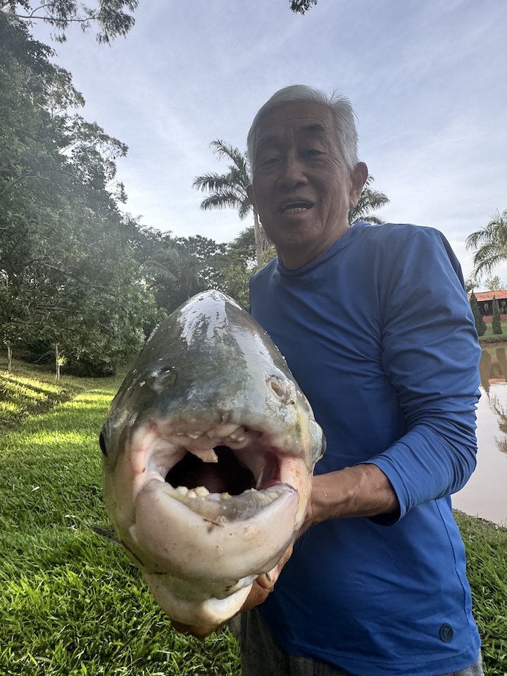 3 タンバキの乱ぐい歯.JPG