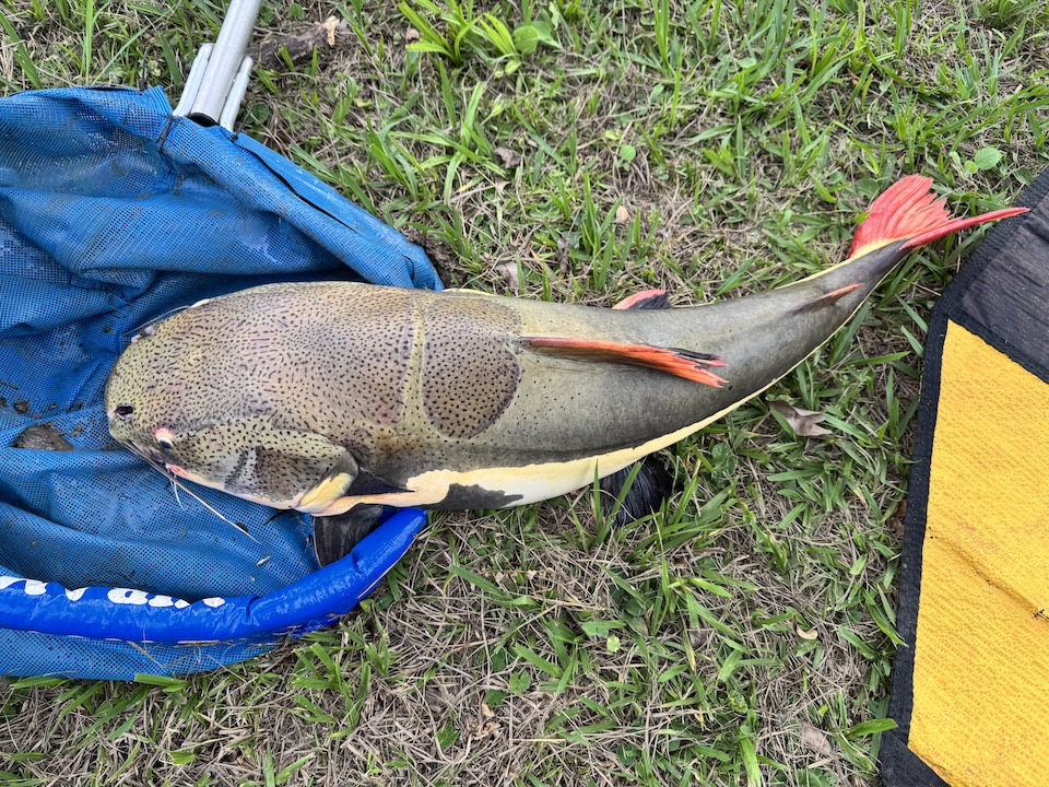 4 ナマズ「ピララーラ」.JPG