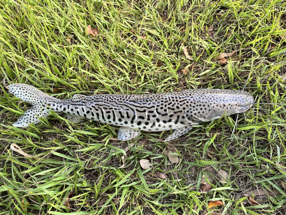 5 ナマズ「ピンタード」.JPG