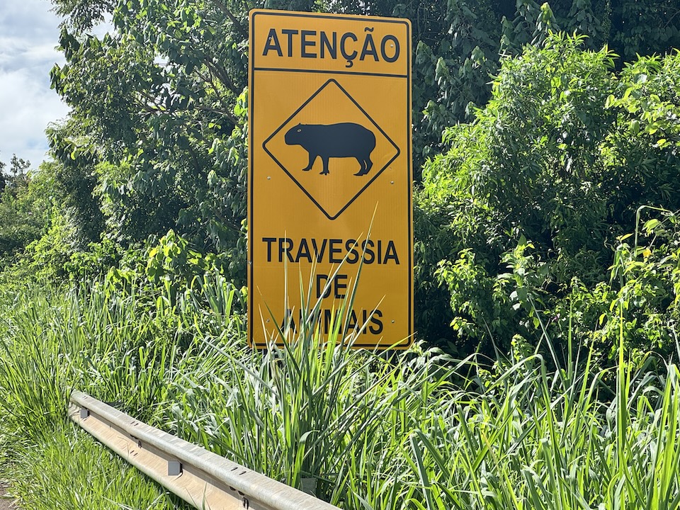 6 カピバラ注意！.JPG