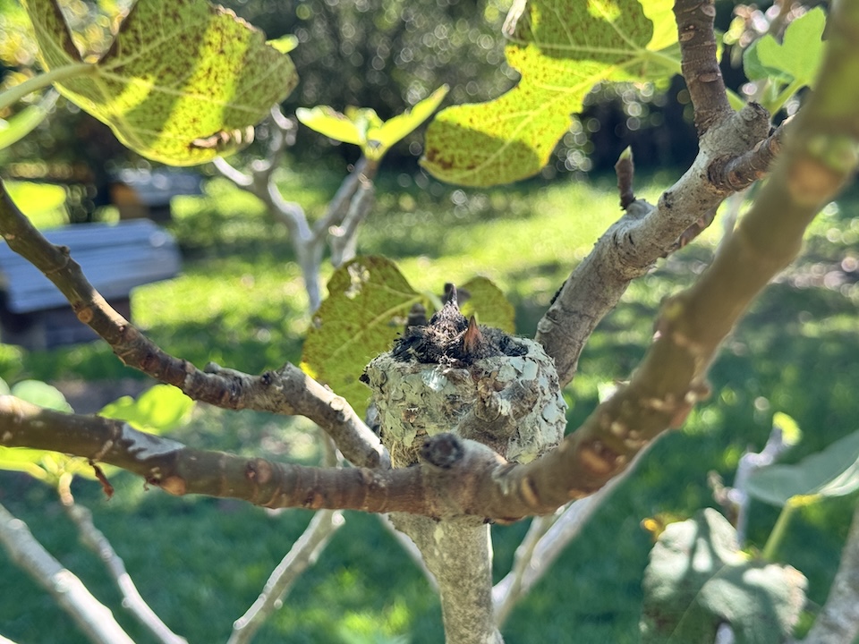 7 ハチドリの雛.JPG