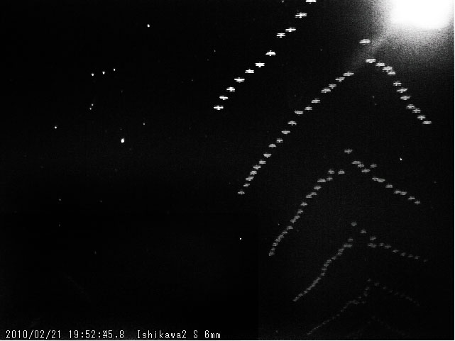 Birds2010021.jpg